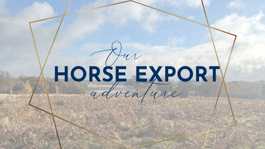 EXPORTING MY HORSE BACK TO BELGIUM PART 1
